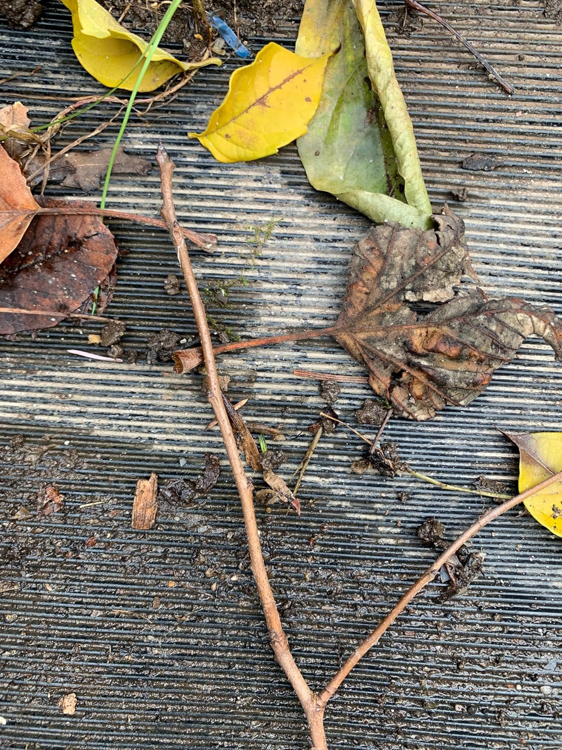 Persimmon Grafted Plant M997