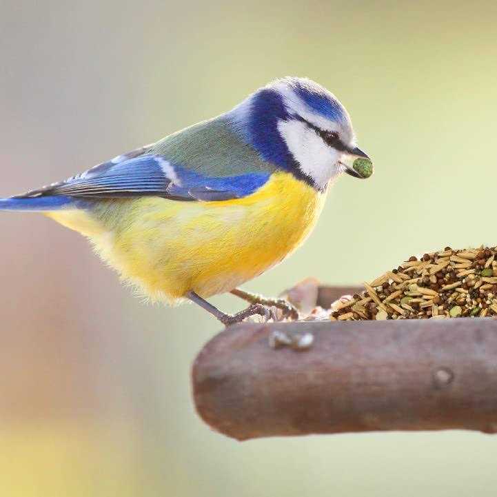 Sprout Blend Bird Treats C7033