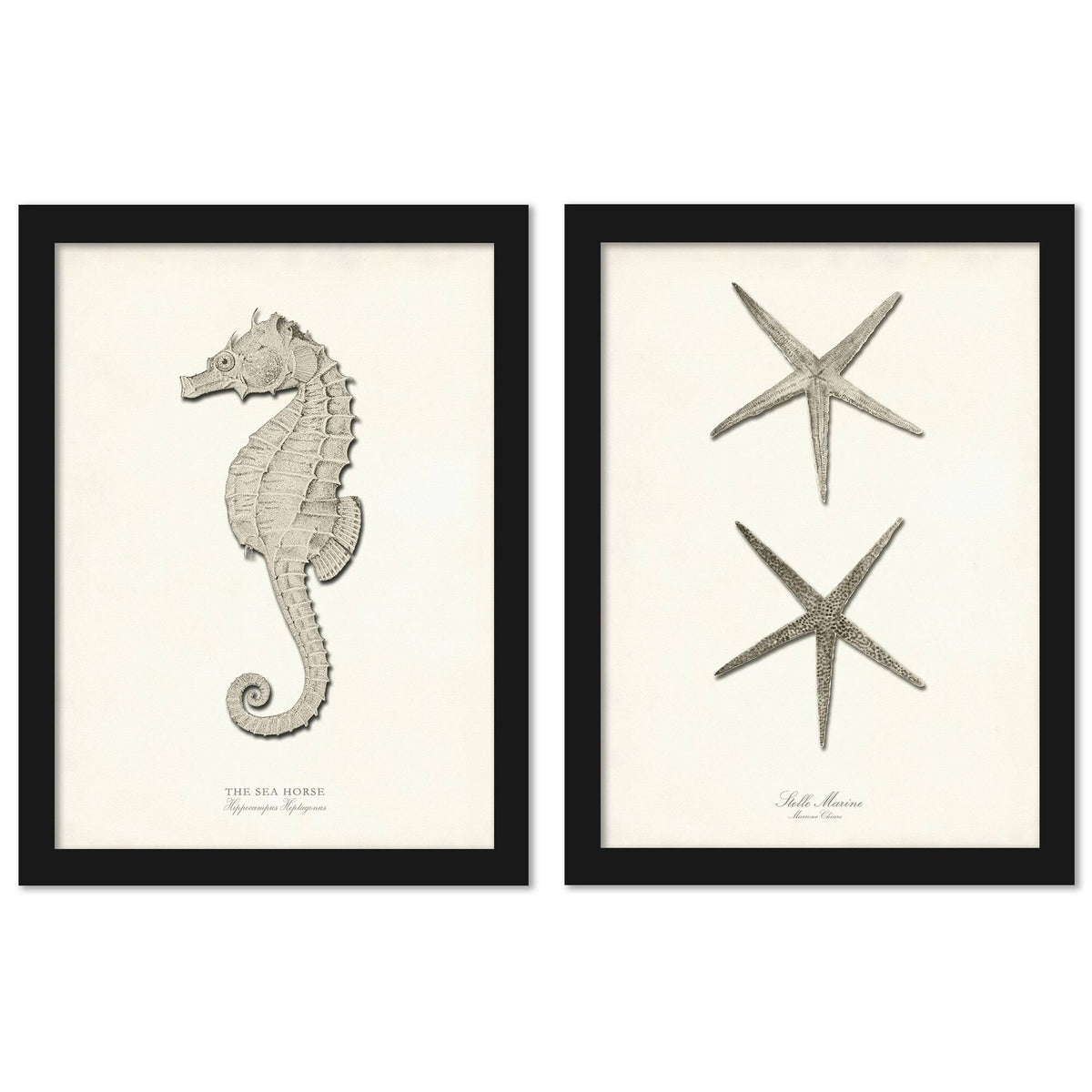 Greige Sea Horse 2 Piece Black Framed Print Set O999