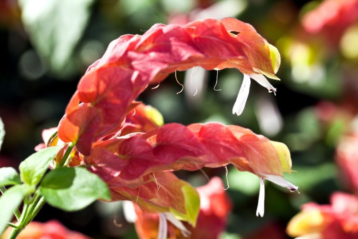4 Shrimp Live Plants, Justica Brandegeana Plant from 5 Inches Tall Seedling R43112