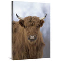 Cattle Art Print W4270