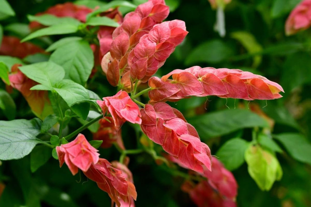4 Shrimp Live Plants, Justica Brandegeana Plant from 5 Inches Tall Seedling R43112