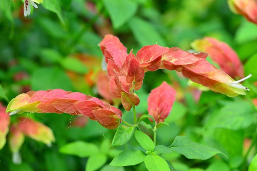 4 Shrimp Live Plants, Justica Brandegeana Plant from 5 Inches Tall Seedling R43112