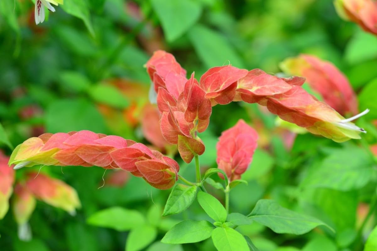 4 Shrimp Live Plants, Justica Brandegeana Plant from 5 Inches Tall Seedling R43112