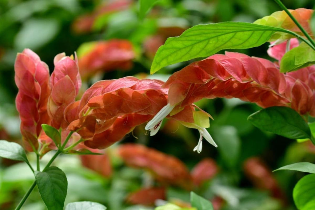4 Shrimp Live Plants, Justica Brandegeana Plant from 5 Inches Tall Seedling R43112
