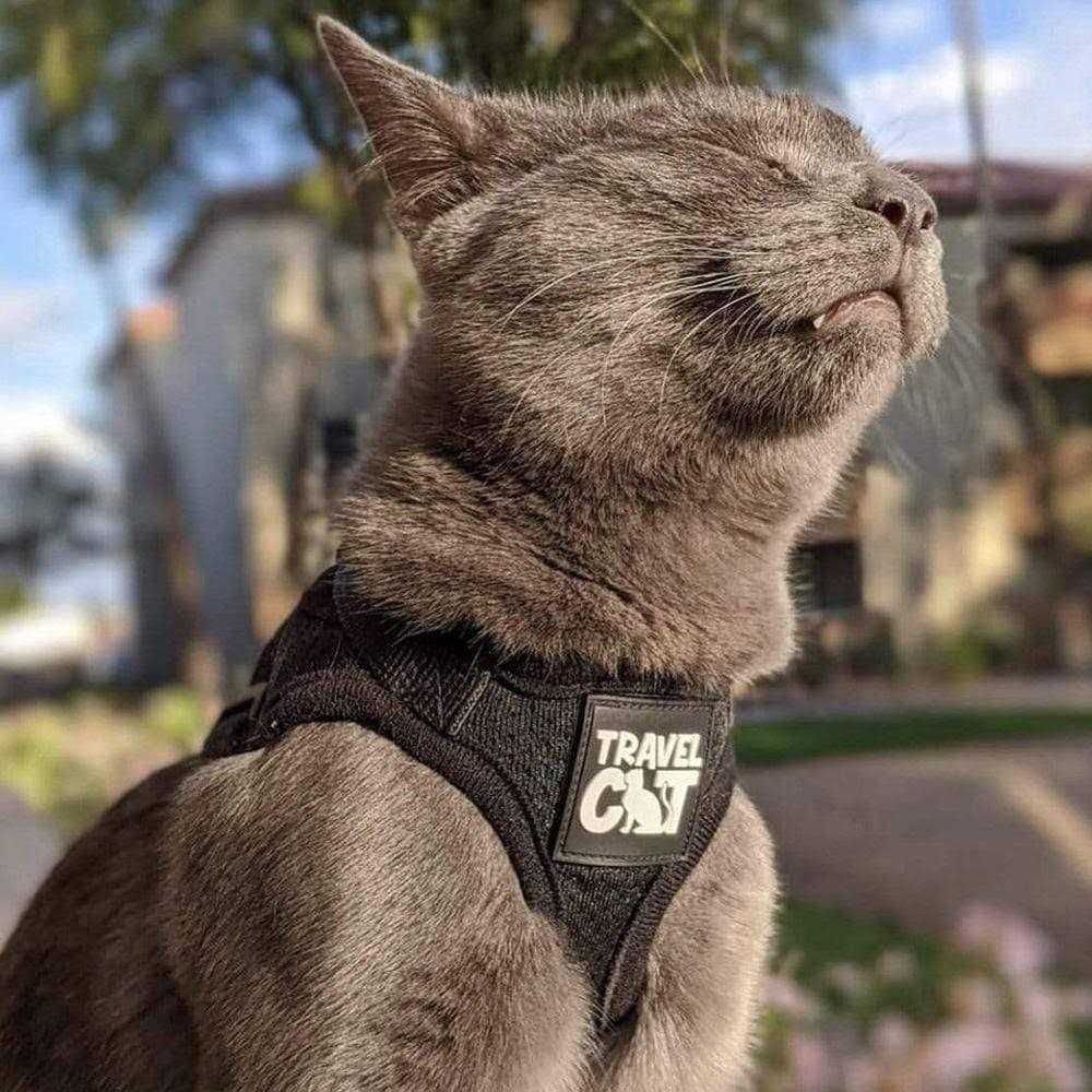 Reflective Cat & Kitten Harness and Leash P218311