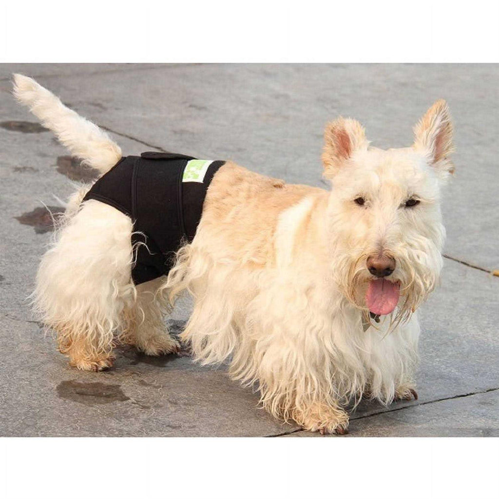Dog Wrap G490837