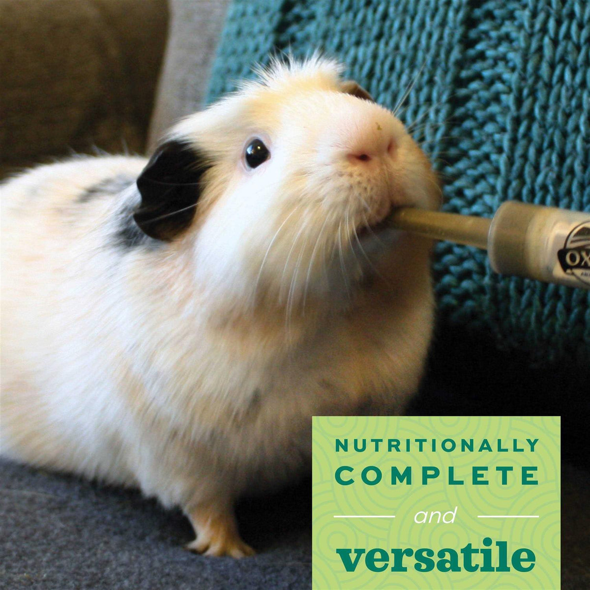 Adult Guinea Pig Food I837970