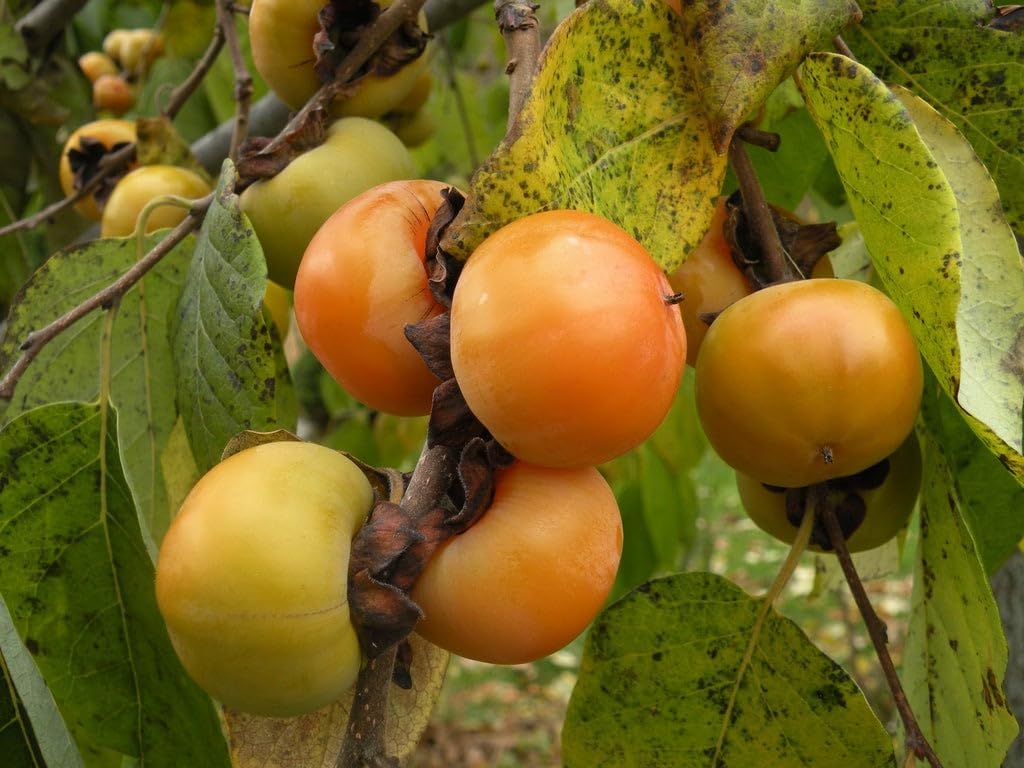 Persimmon Grafted Plant M997