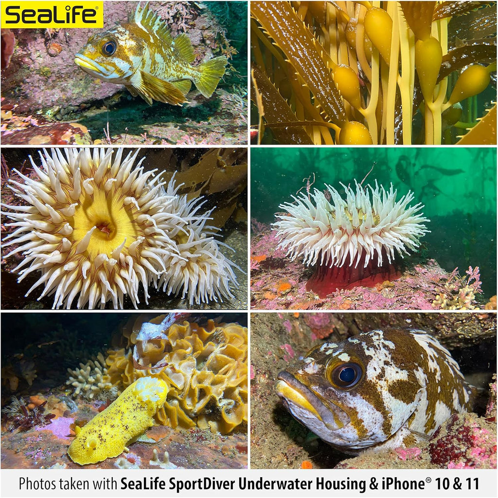 Waterproof Smartphone Scuba Case Q2837