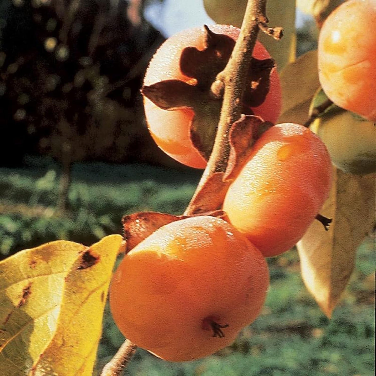 Persimmon Grafted Plant M997