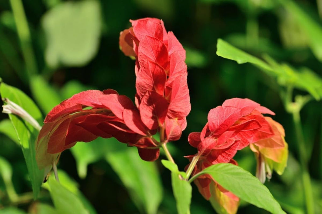 4 Shrimp Live Plants, Justica Brandegeana Plant from 5 Inches Tall Seedling R43112