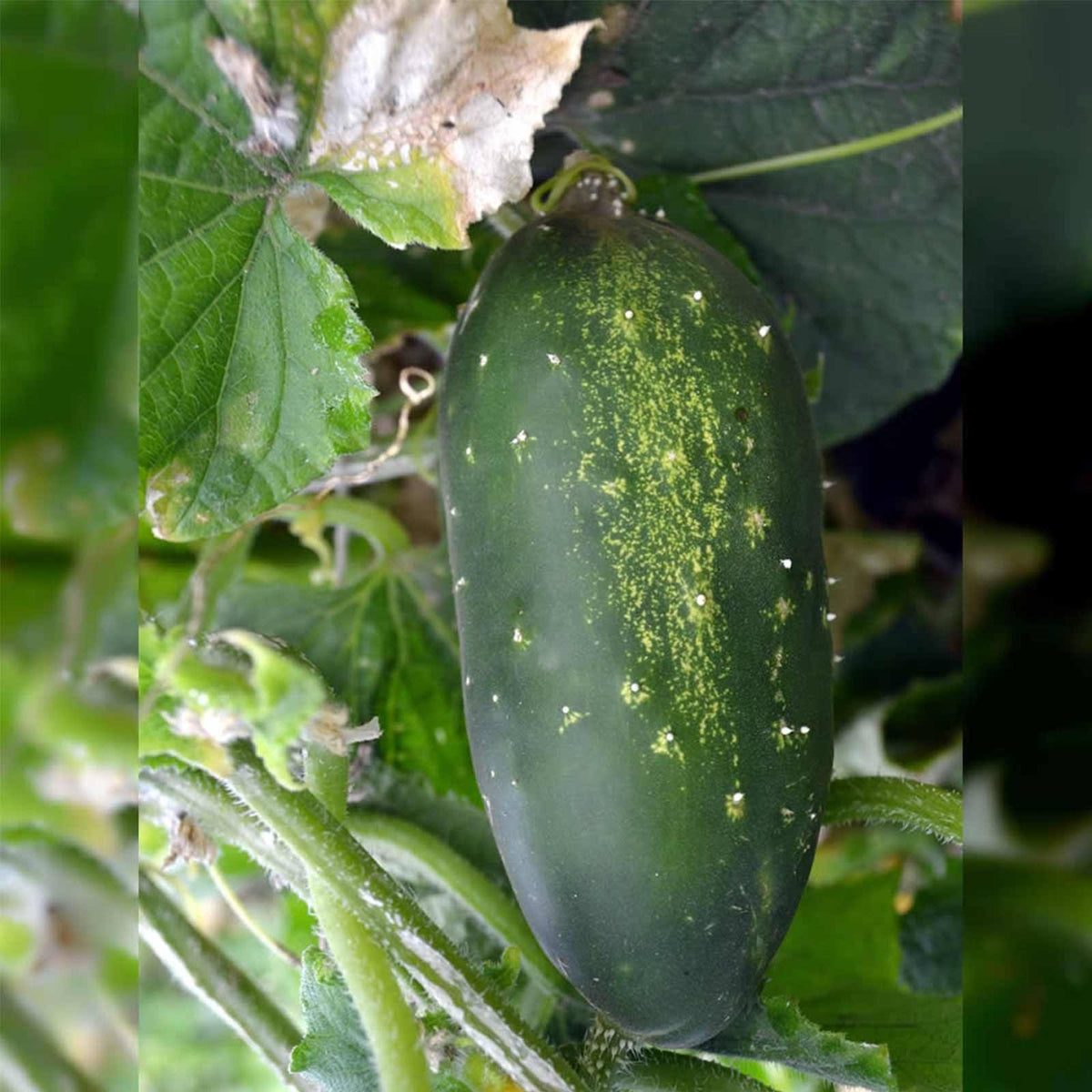 Straight Eight Cucumber Garden Seed J87803
