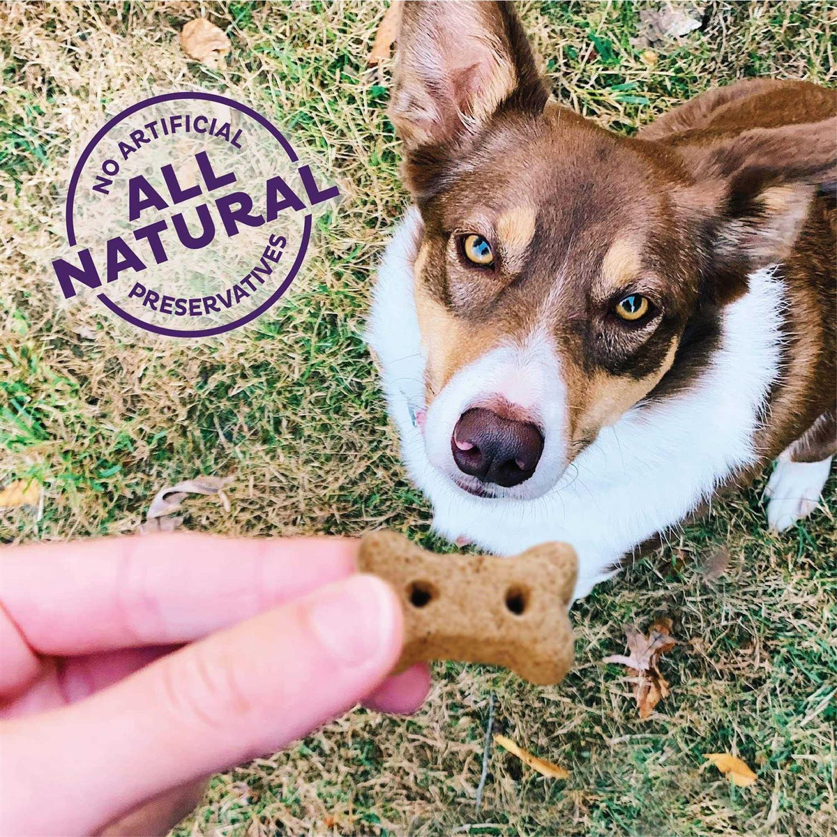 Grain-Free Baked Dog Treats I432