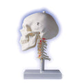 Anatomical Human Skull with Cervical Spine H4623