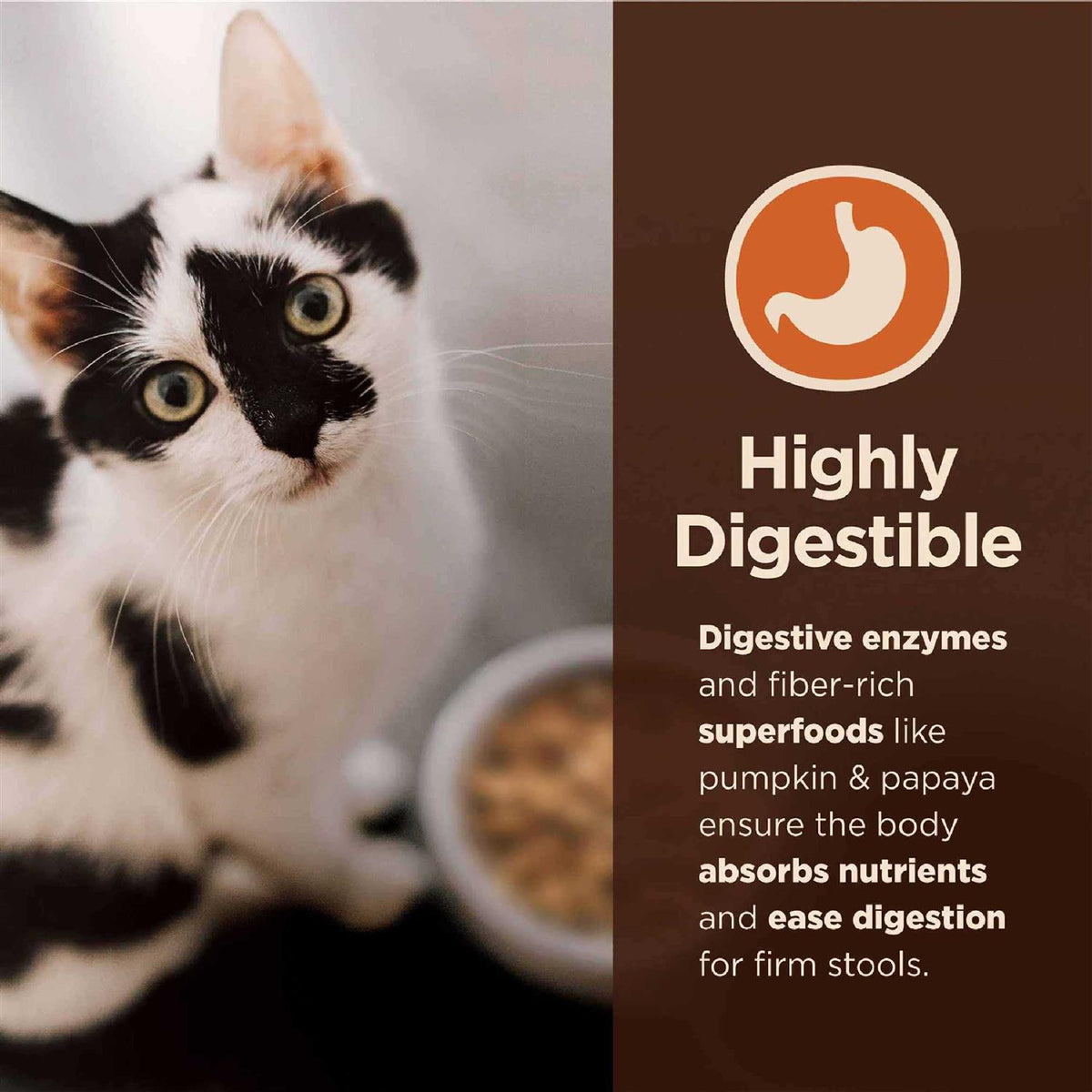 Salmon & Whitefish Pate Variety Pack Wet Cat Food C986443