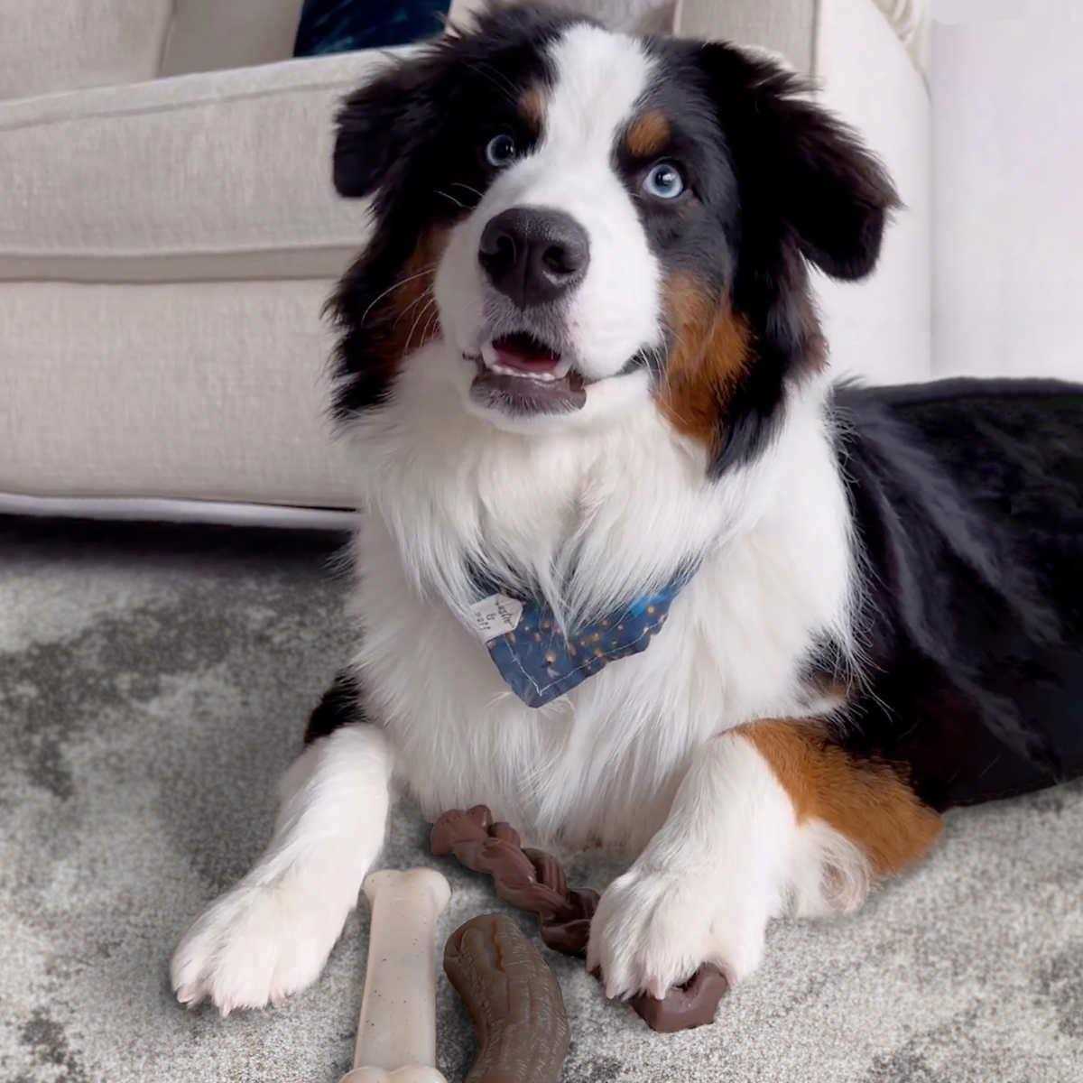 Tough Dog Chew Variety Pack P41250