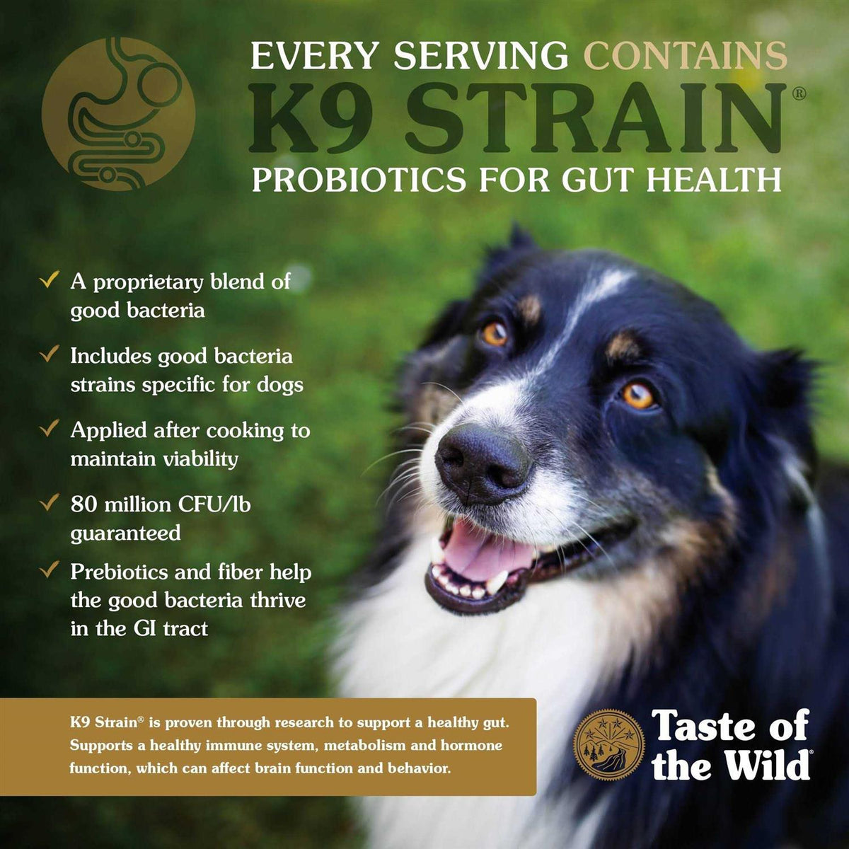 Dog Food T702